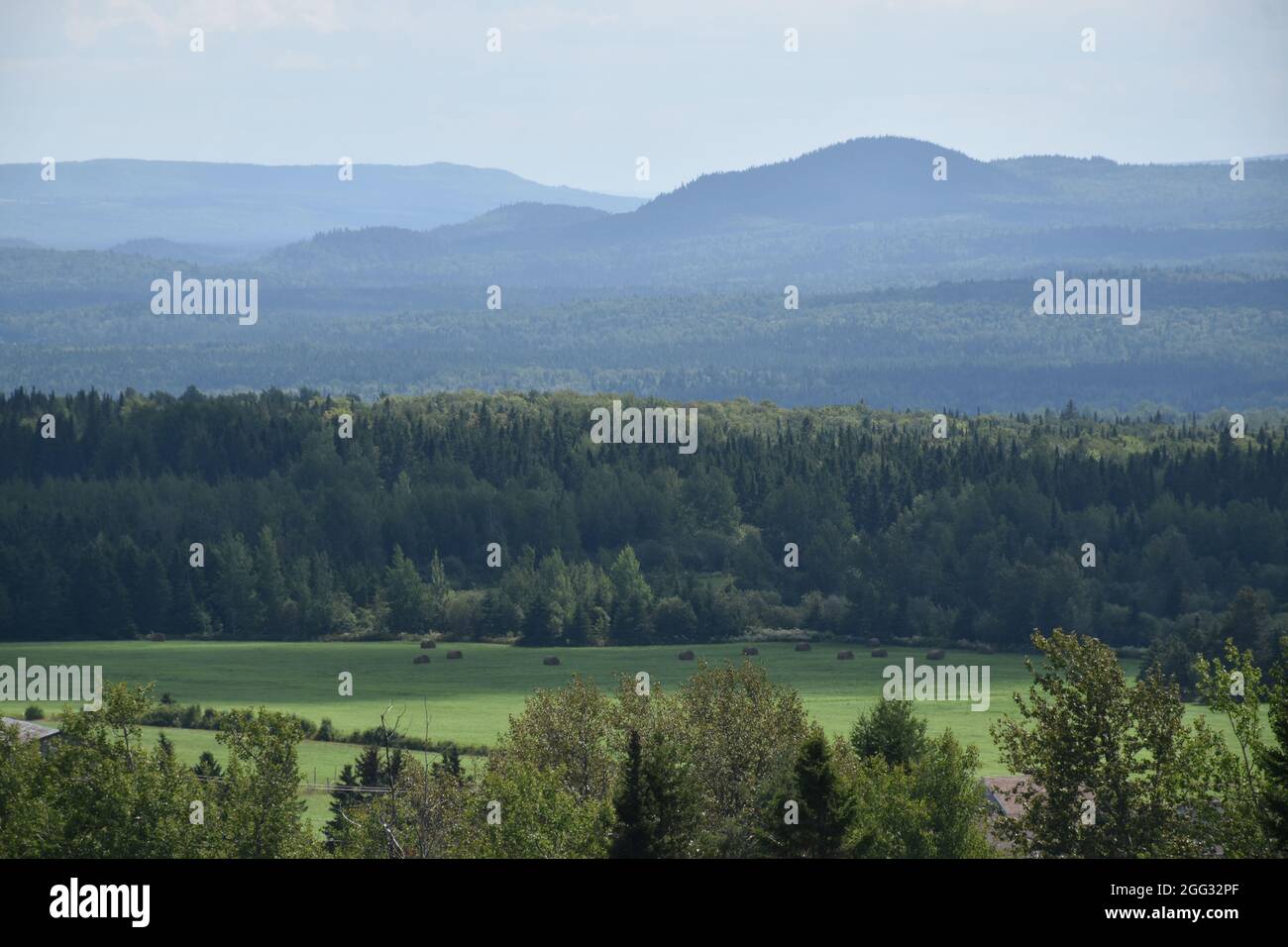 Bosque campo campo verano hi-res stock photography and images - Alamy
