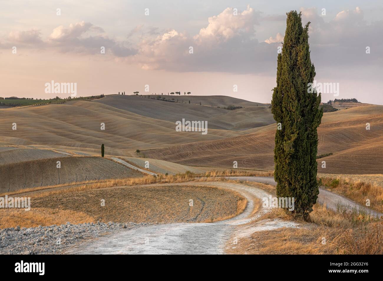 Iconic tuscanian summer landscape, with a cypress and a dirt path curving between distant hills Stock Photo
