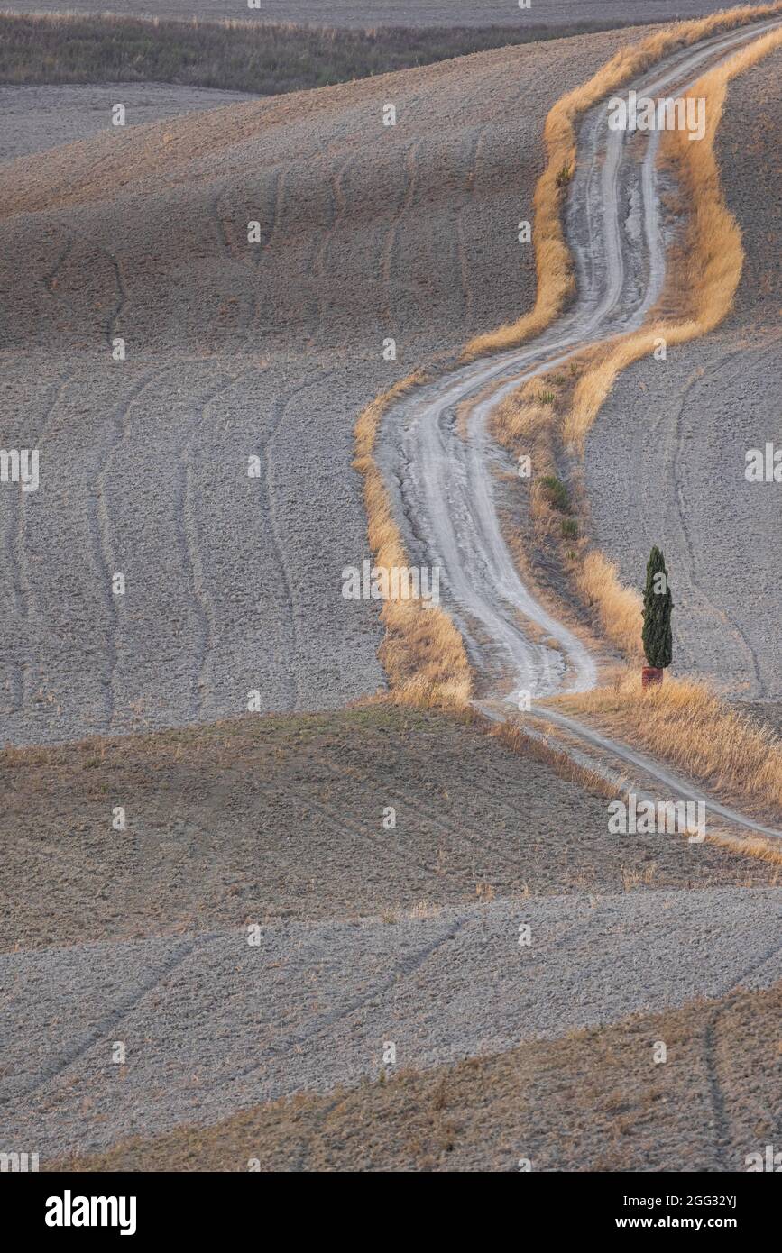 Close up of an iconic tuscanian rural landscape, with a cypress in foreground and a dirt path running up a harvested hill Stock Photo