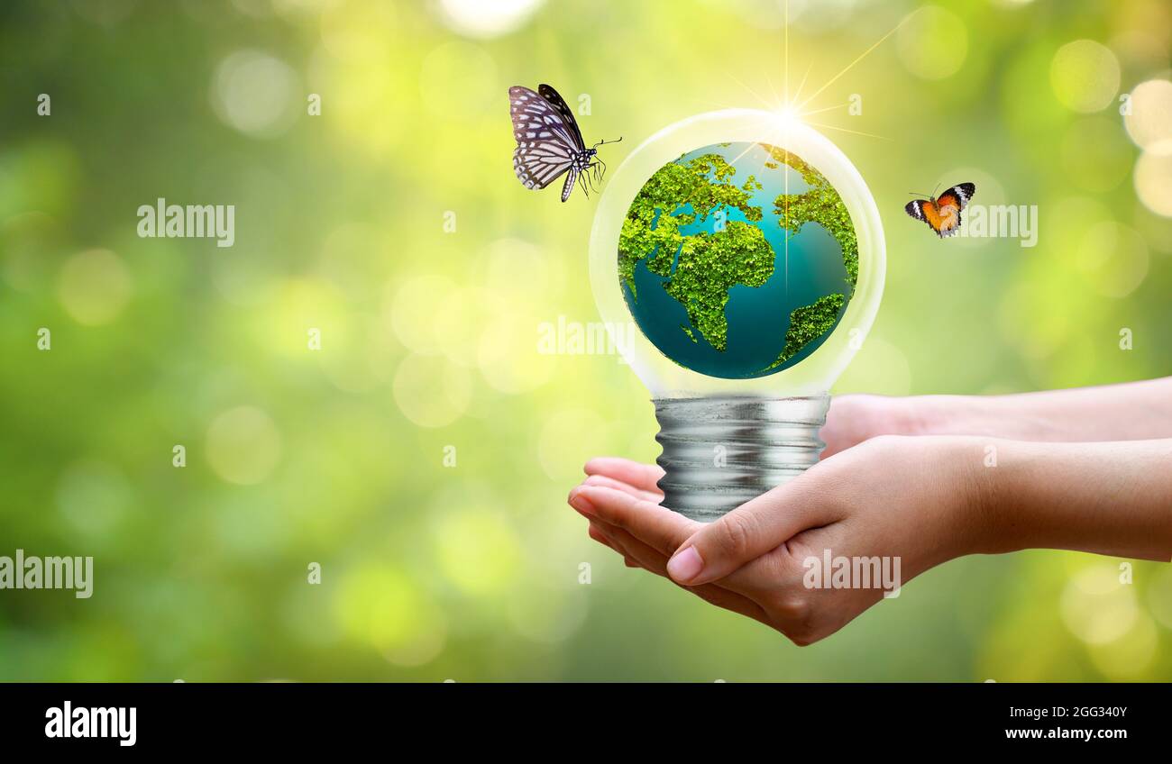 The bulb is located on the inside with leaves forest and the trees are