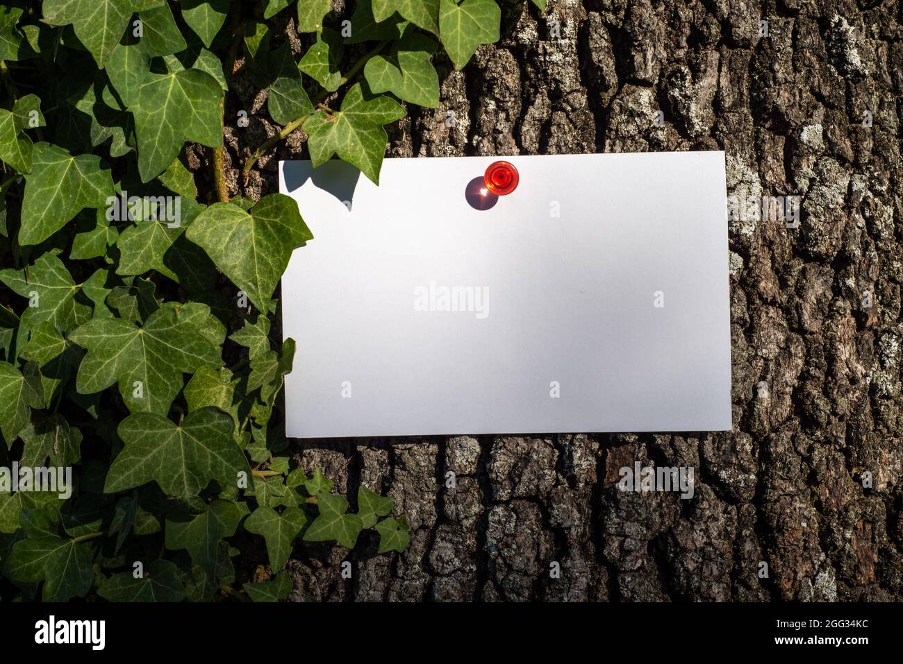 Blank greeting card, business card, invitation card mockup hanging with red drawing pin on tree. Bark in the background and trampling ivy in the natur Stock Photo