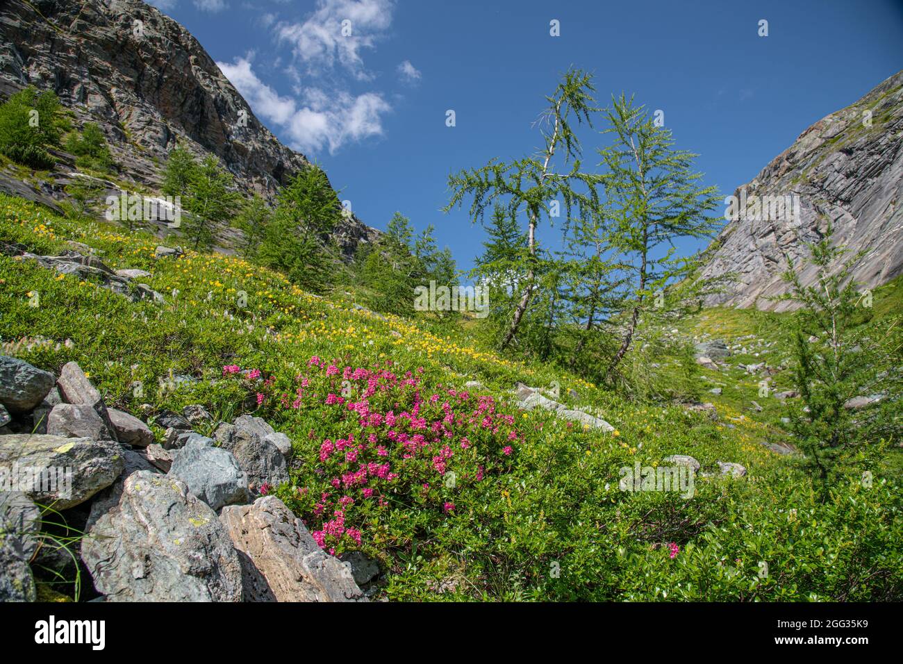 Alpine mountain azalea in Hohe tauern national Park, Almrausch ...