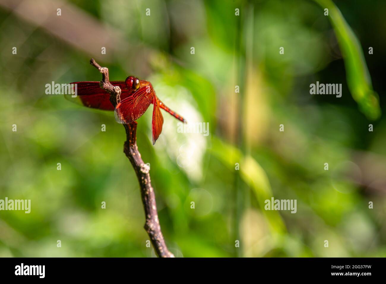 A red dragonfly lands on a fallen tree branch in the field Stock Photo
