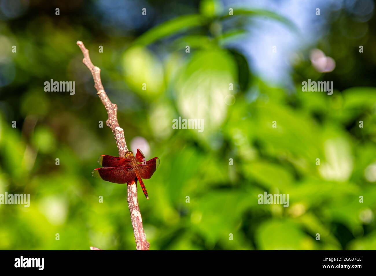 a red dragonfly is perching on a fallen tree branch Stock Photo