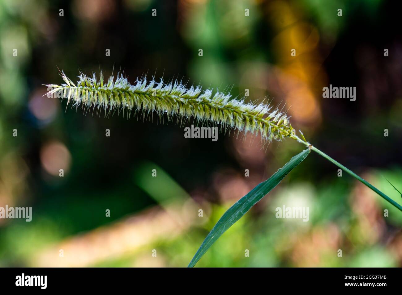 Elephant grass flowers that grow in the fields, have yellow and white colors, like animal feathers Stock Photo
