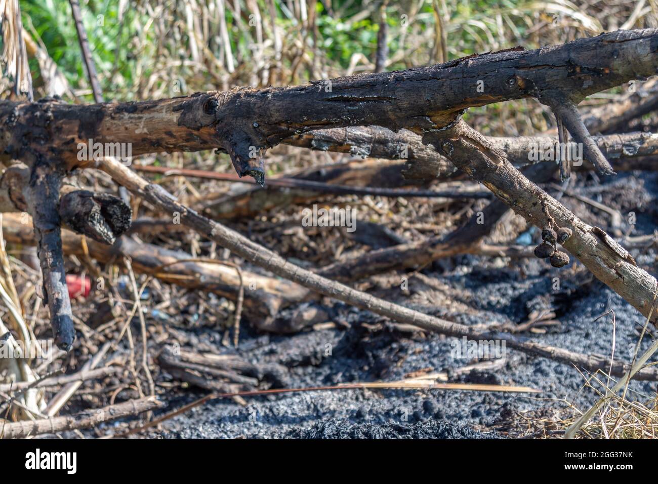 The residue from burning trees in the fields, as a result of productive activities in the agricultural sector, contributes to a small amount of pollut Stock Photo