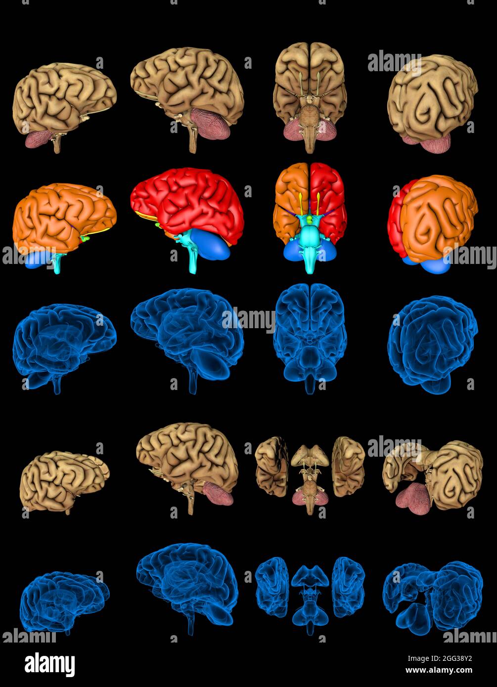 100 megapixels set - human brain with x-ray examination style image and ...