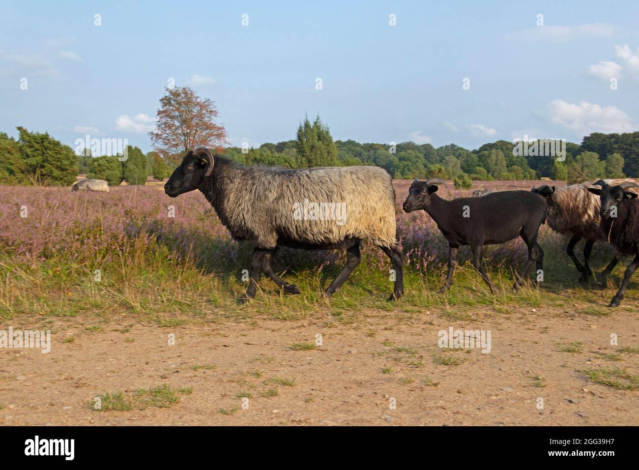 German Heath sheep, blooming heather near Wilsede, Luneburg Heath, Lower Saxony, Germany Stock Photo