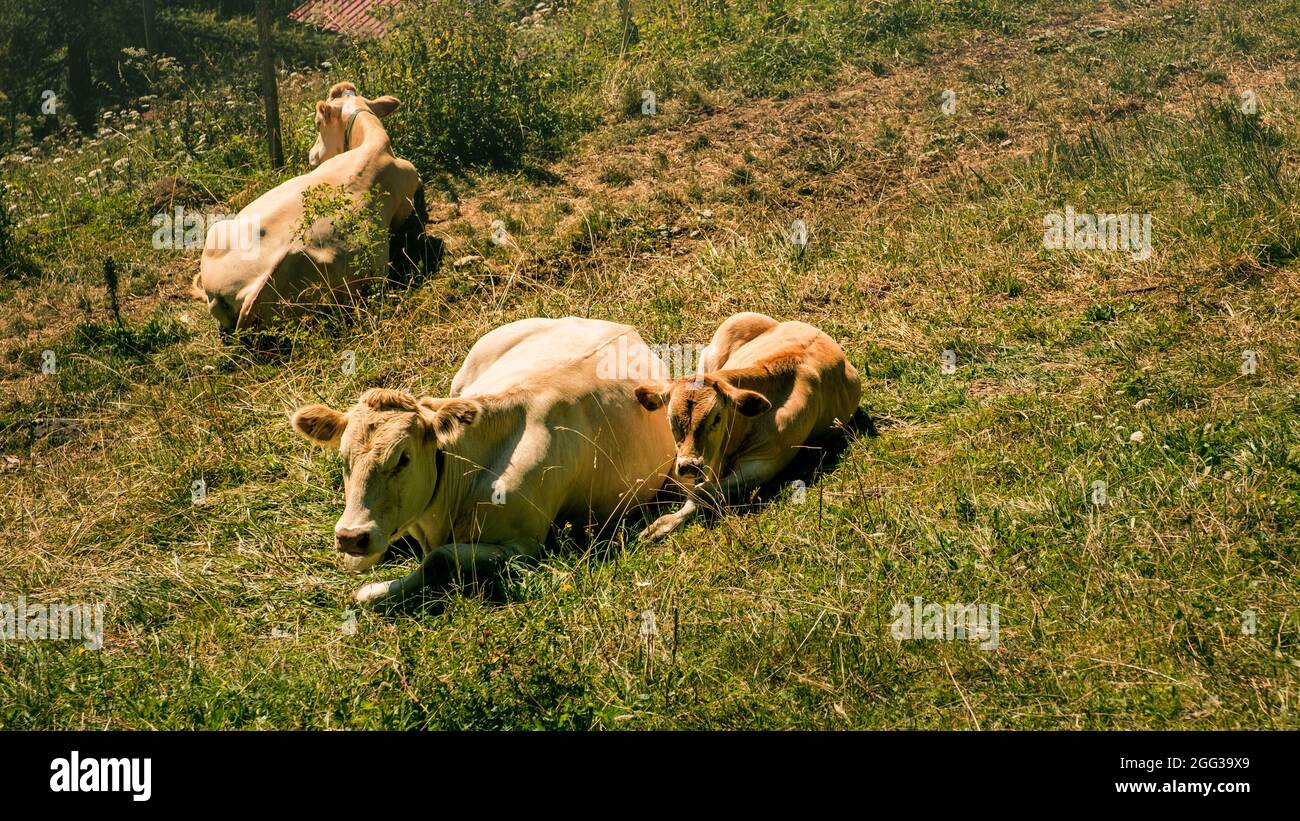 Brown dairy cow lying down hi-res stock photography and images - Alamy