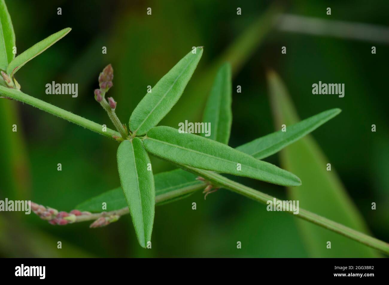 Panicledleaf Ticktrefoil, Desmodium paniculatum, stem and leaves Stock Photo