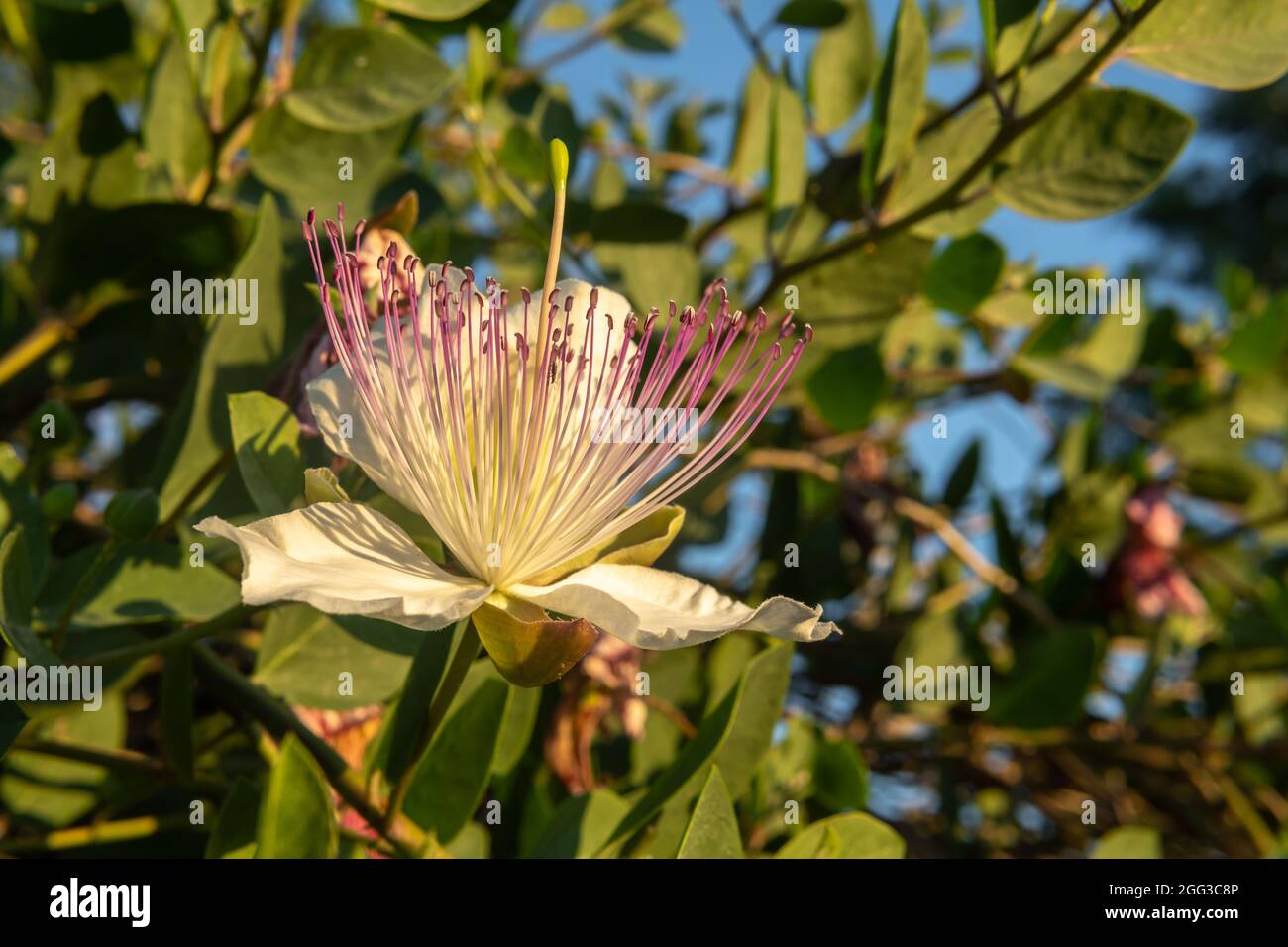 Close-up of the flower of the Caper plant, Capparis spinosa, at sunset. Island of Mallorca, Spain Stock Photo