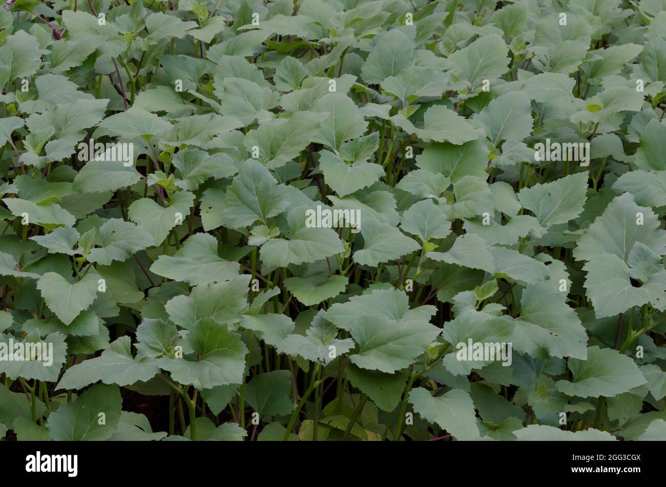 Rough Cocklebur, Xanthium strumarium, leaves Stock Photo