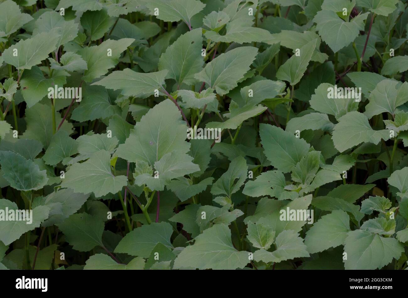 Rough Cocklebur, Xanthium strumarium, leaves Stock Photo