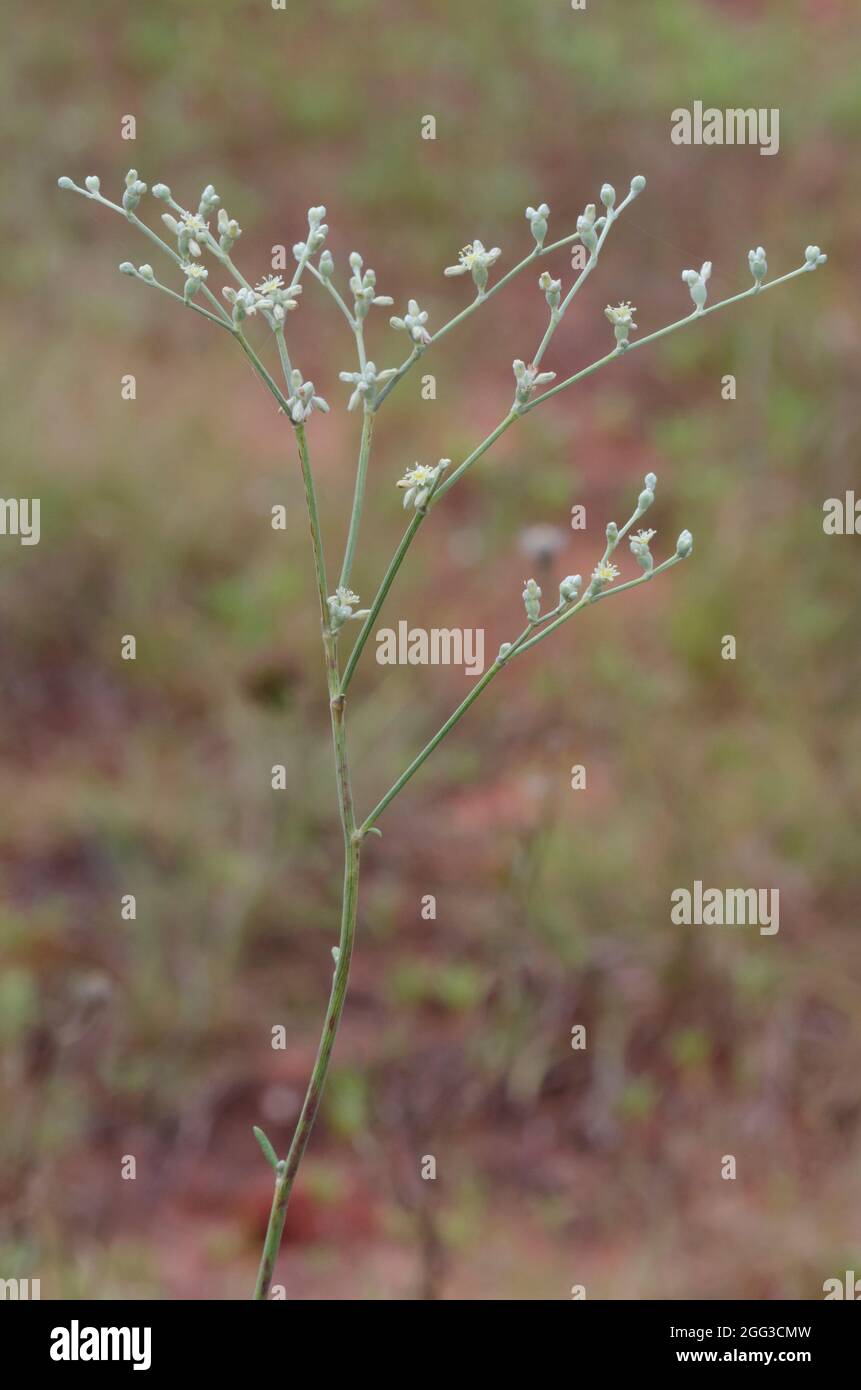 Eriogonum longifolium hires stock photography and images Alamy