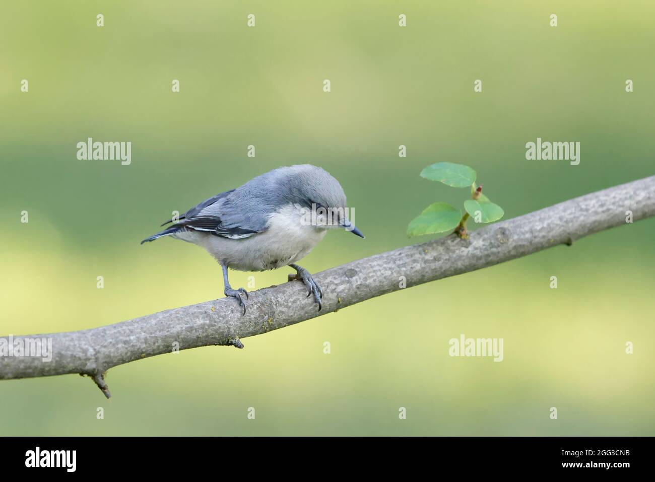 A cute pygmy nuthatch is perched on a branch in north Idaho. Stock Photo