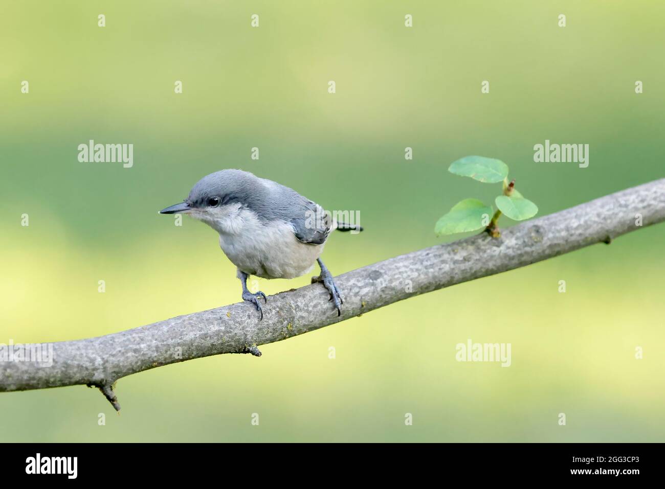 A cute pygmy nuthatch is perched on a branch in north Idaho. Stock Photo