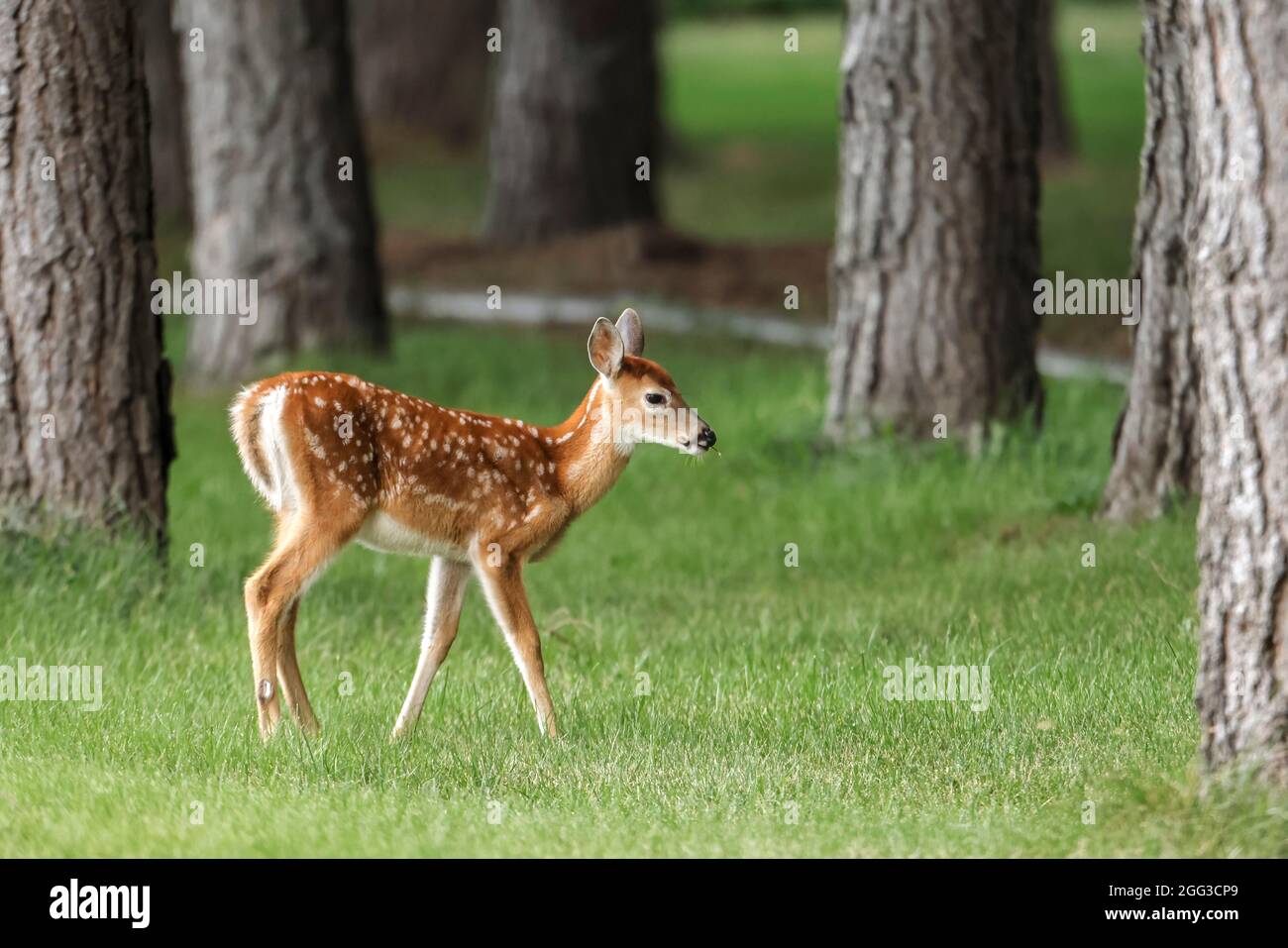 A side view of a cute fawn in a grassy field near Newman Lake, Washington. Stock Photo