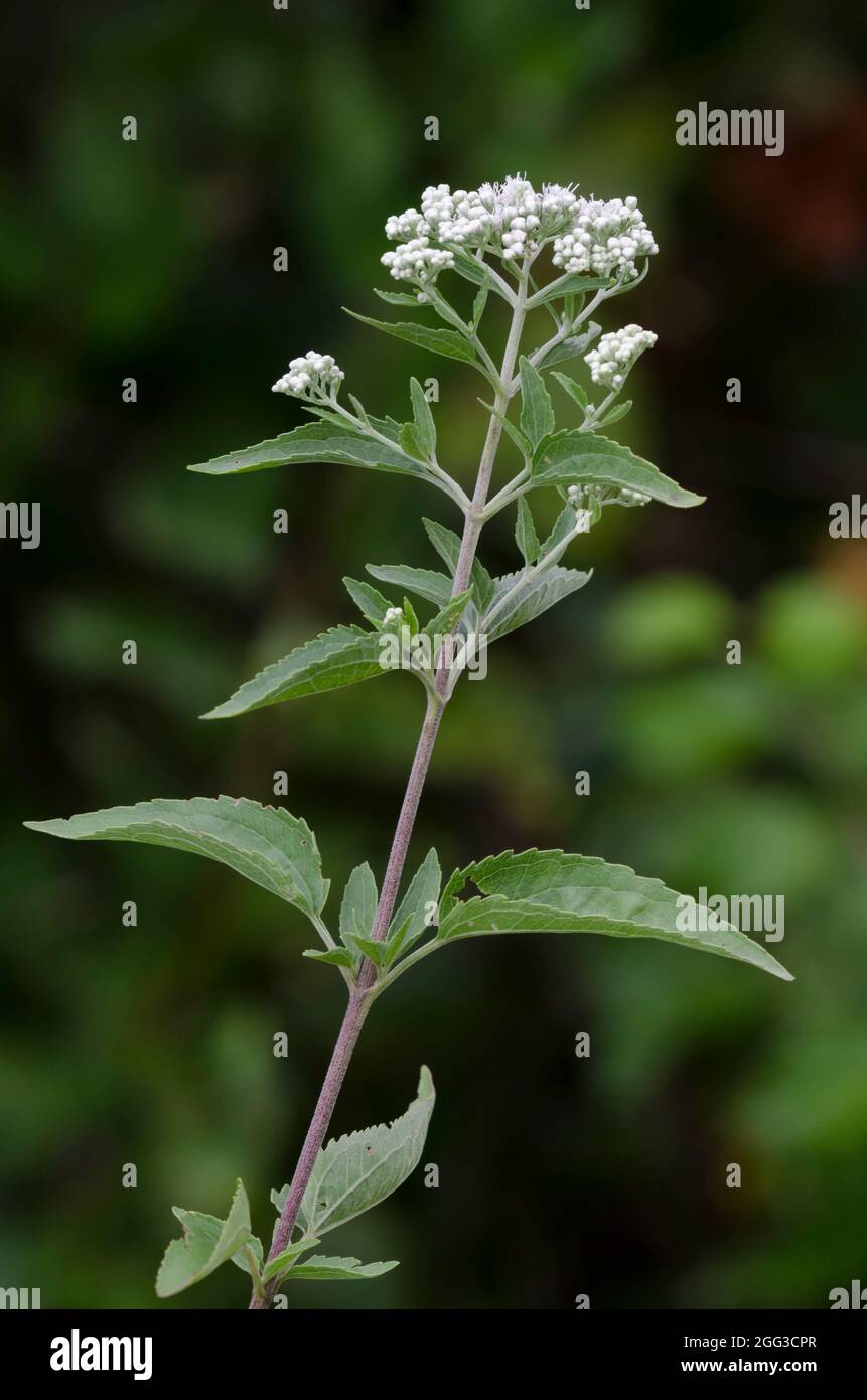 Lateflowering Thoroughwort, Eupatorium serotinum Stock Photo