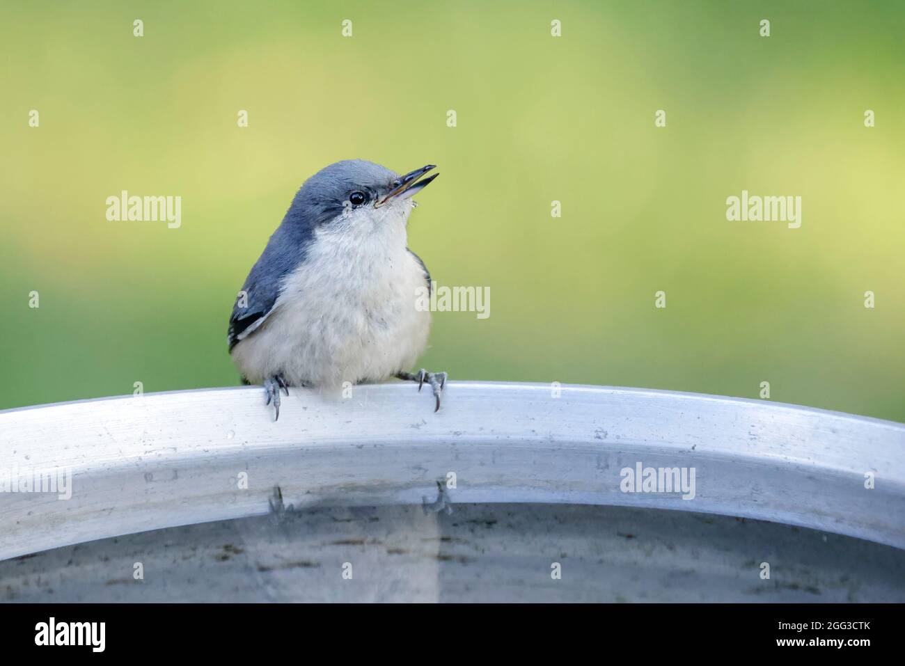 A cute pygmy nuthatch is perched at the bird bath in north Idaho. Stock Photo