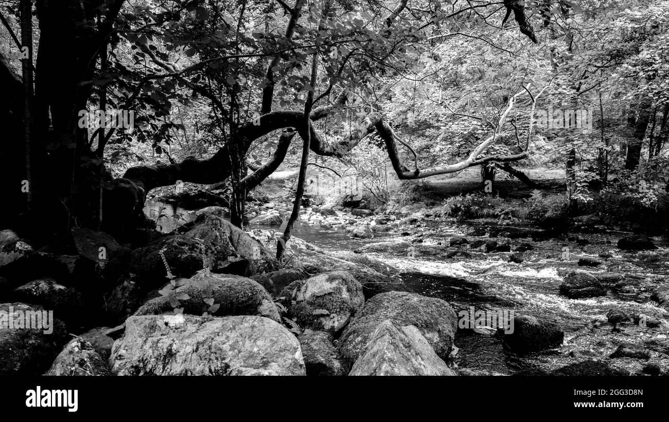 A DARK AND SPOOKY FOREST SCENE, WITH A TREE STRETCHING OUT TO REACH ACROSS A RUNNING RIVER IN BLACK AND WHITE AT WHITE MOSS TRAIL LAKE DISTRICT Stock Photo