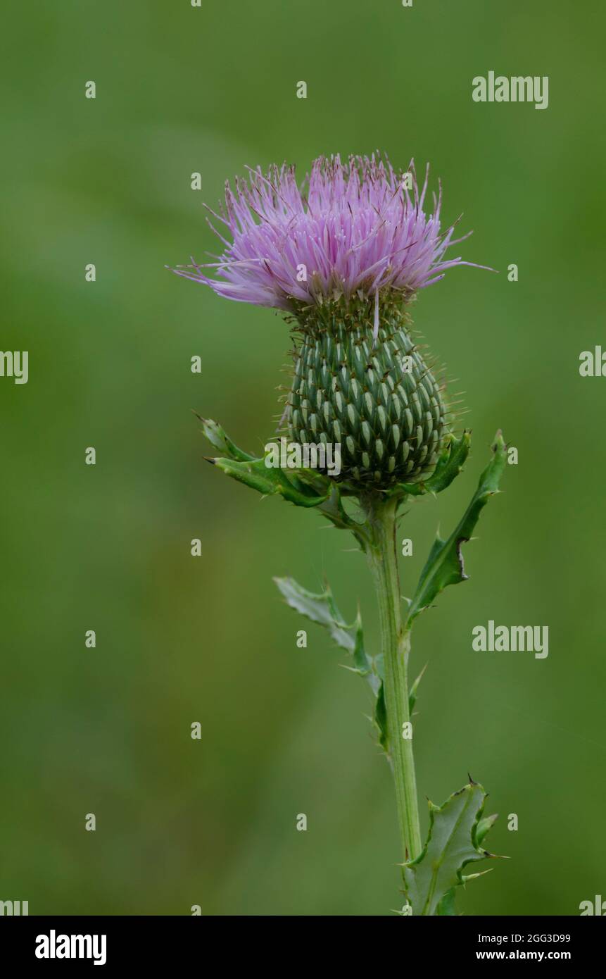 Tall Thistle, Cirsium altissimum Stock Photo