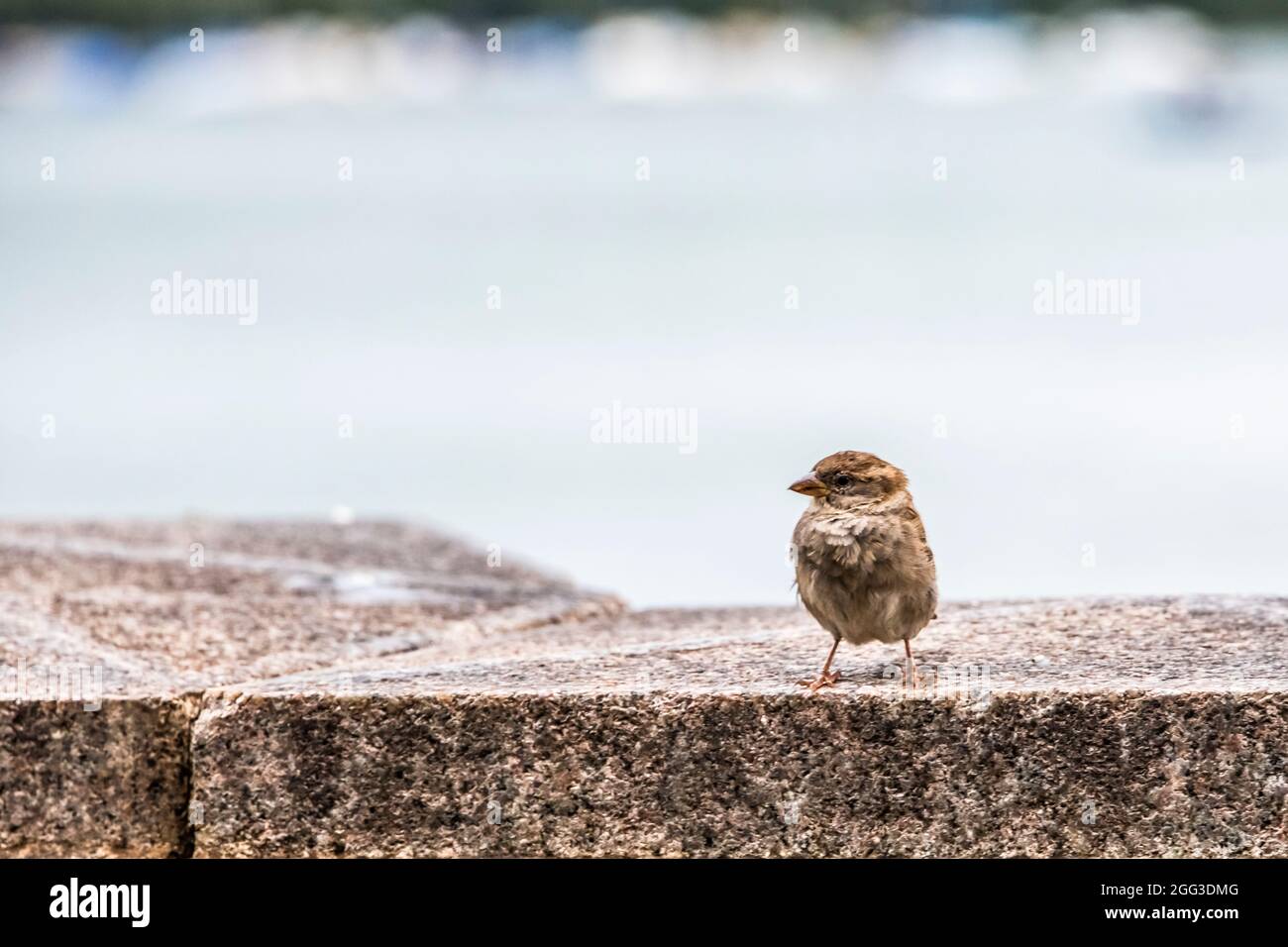 This bird has a brown plumage hi-res stock photography and images - Alamy
