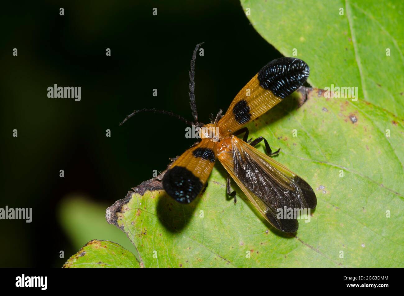 End-banded Net-Winged Beetle, Calopteron terminale, taking flight Stock ...