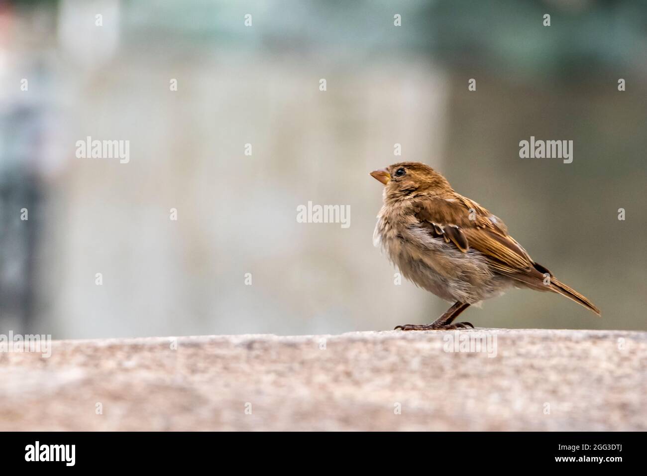 Fauna plumage hi-res stock photography and images - Alamy