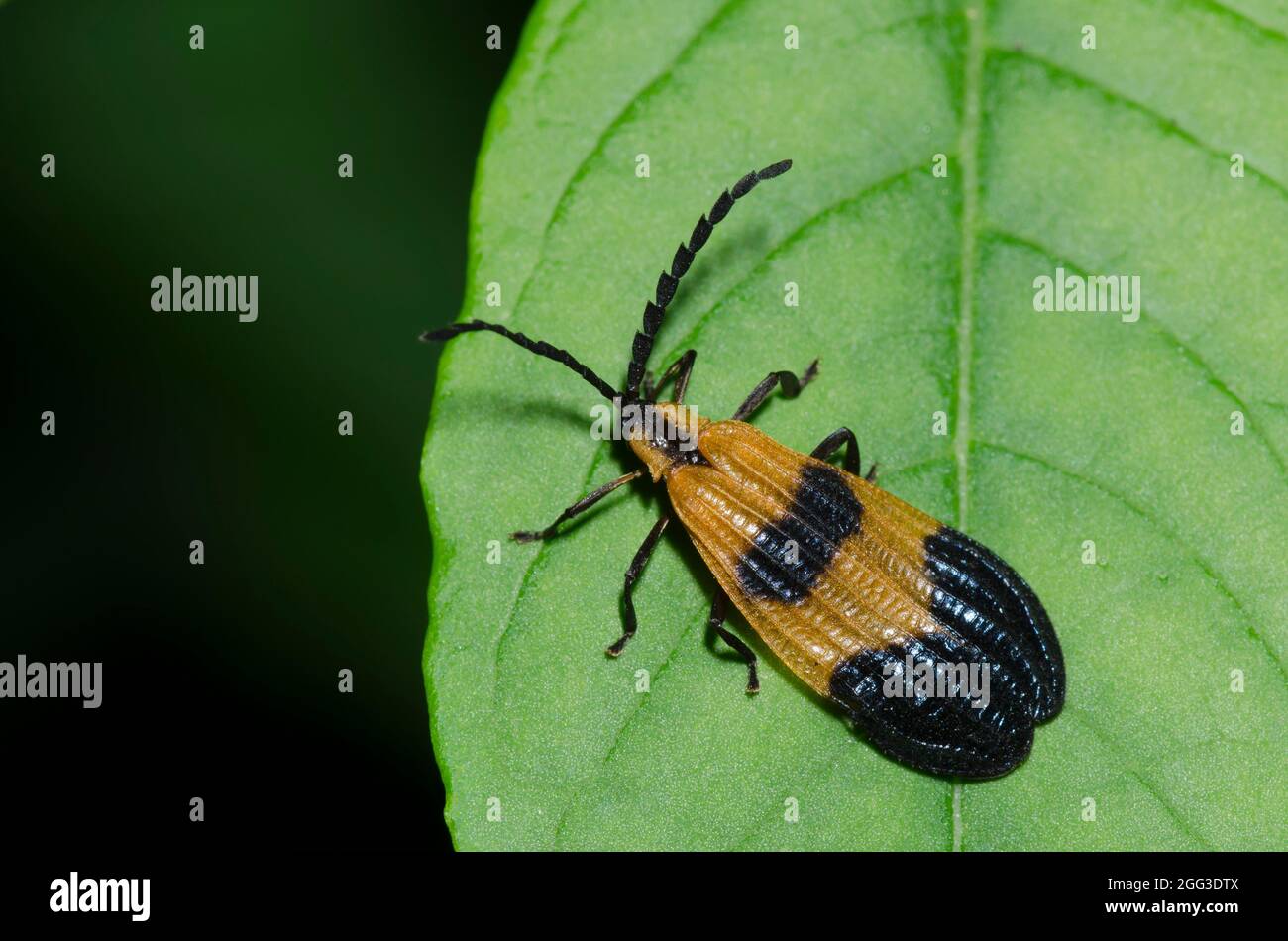 Net winged beetle hi-res stock photography and images - Alamy