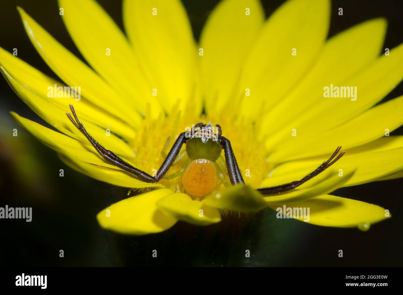 Whitebanded Crab Spider,  Misumenoides formosipes, male lurking on Soft Goldenaster, Bradburia pilosa Stock Photo