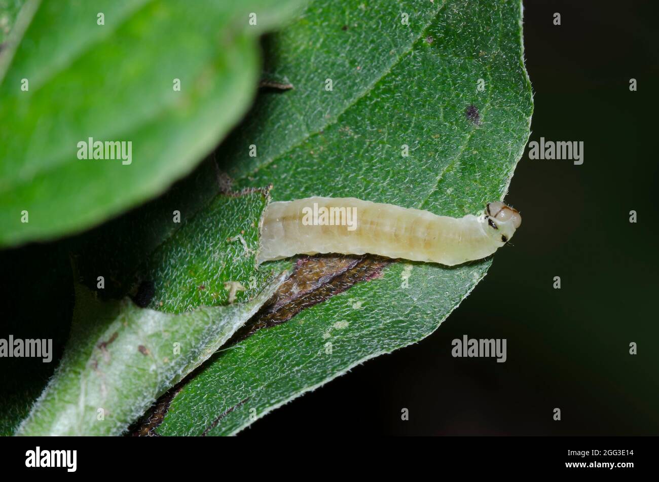 Unknown moth larva on Poison Ivy, Toxicodendron radicans Stock Photo