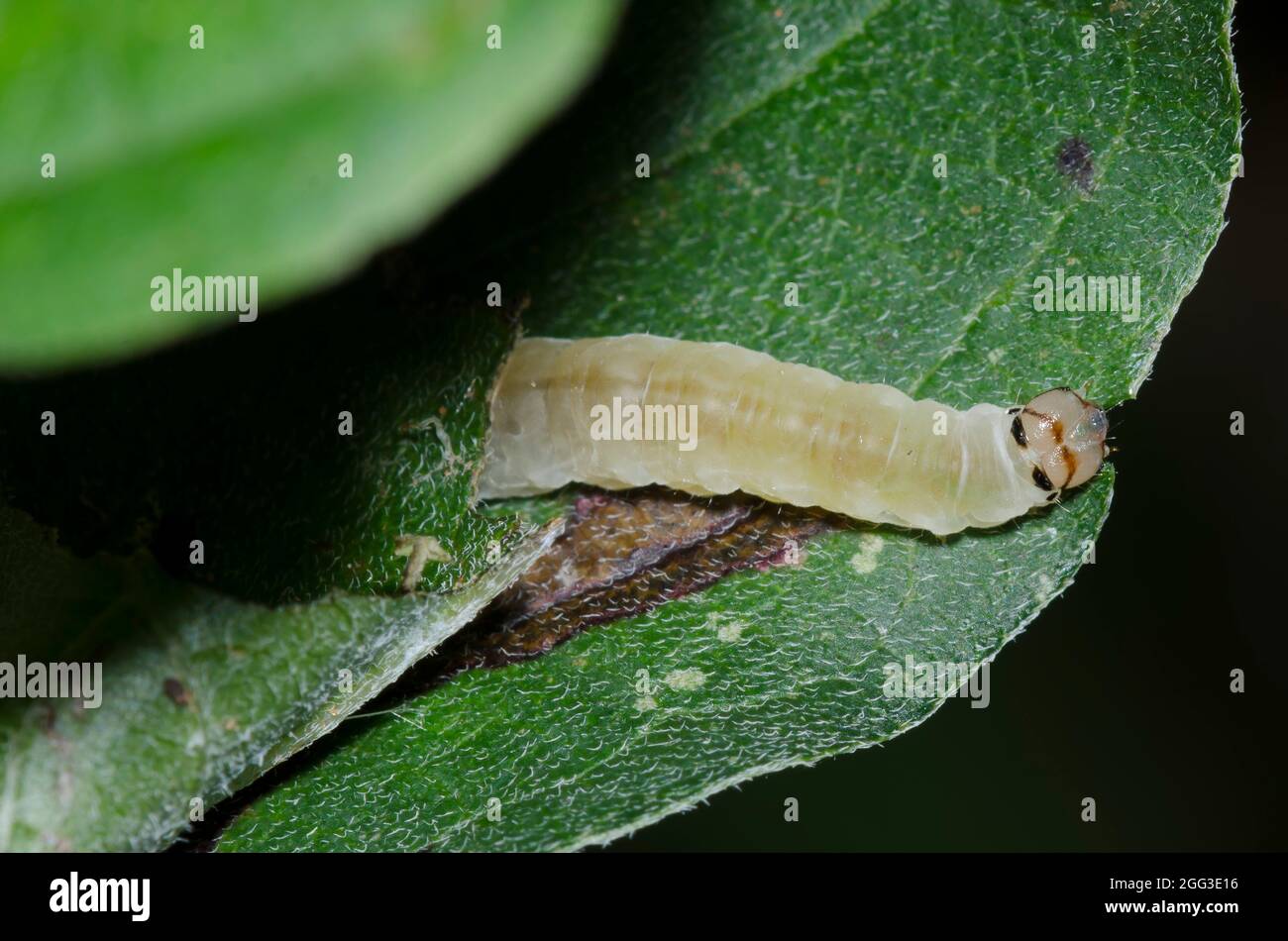 Unknown moth larva on Poison Ivy, Toxicodendron radicans Stock Photo