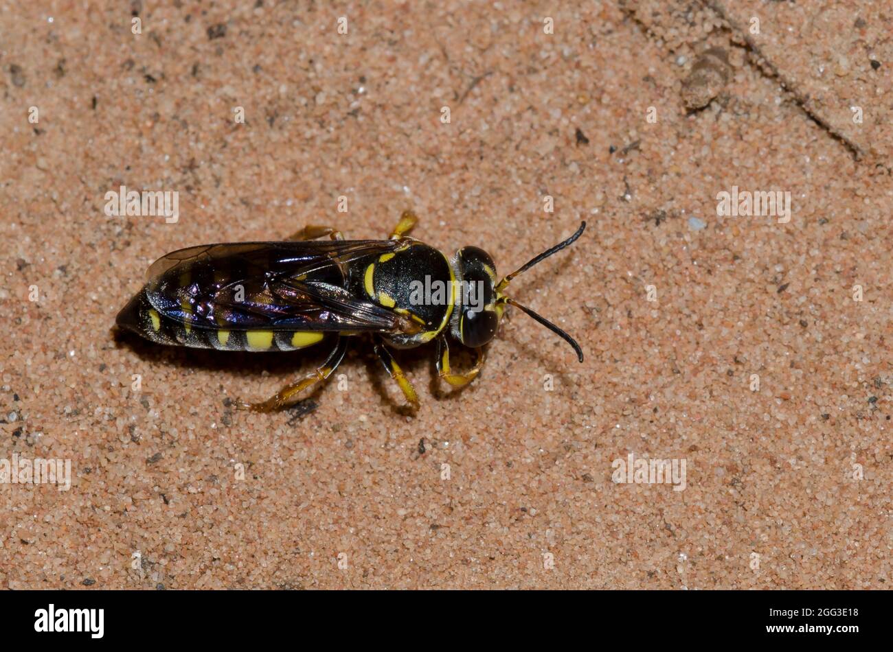 Sand Wasp, Bicyrtes sp. Stock Photo