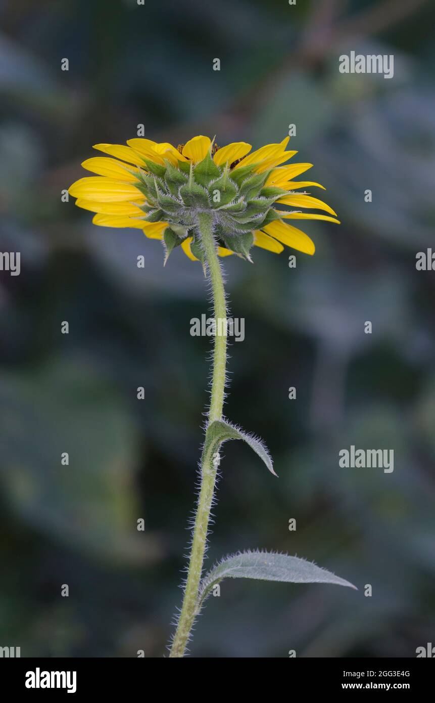 Common Sunflower, Helianthus annuus Stock Photo
