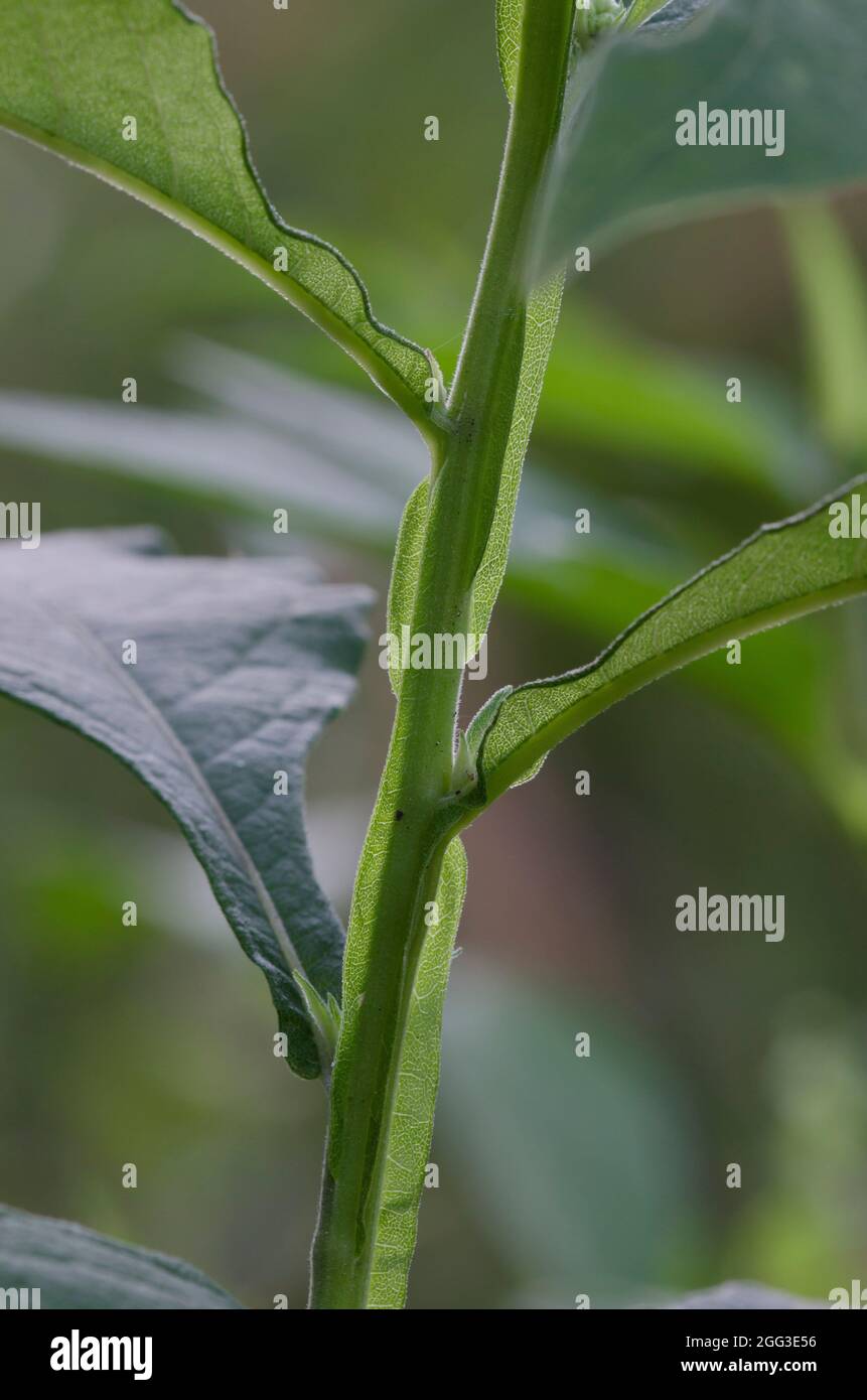 Frostweed, Verbesina virginica, winged stem Stock Photo
