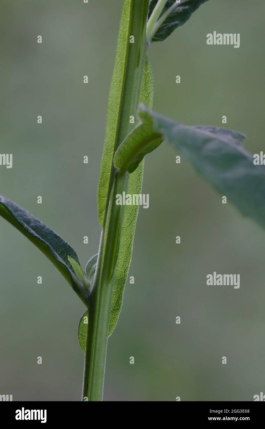 Frostweed, Verbesina virginica, winged stem Stock Photo