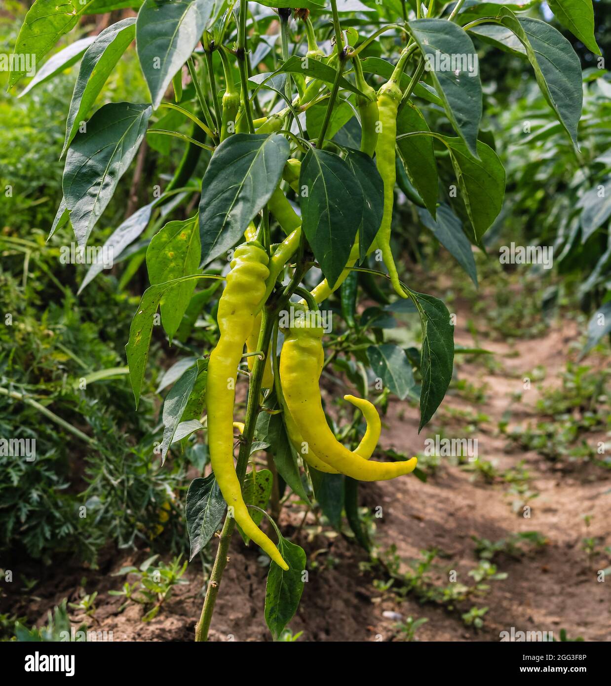 Green pepper growing in the garden Stock Photo Alamy