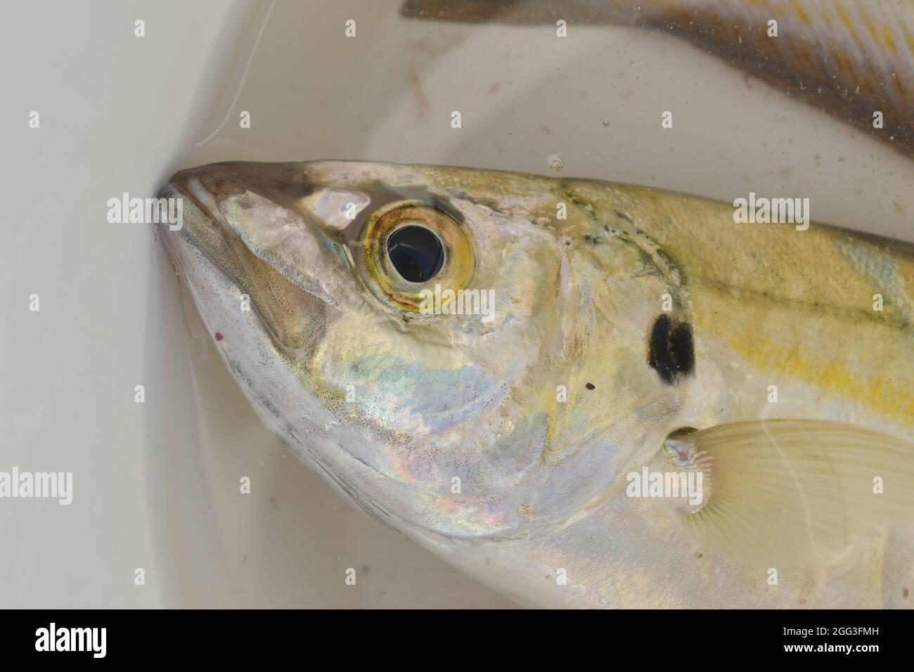 close-up of the head of a horse mackerel Stock Photo