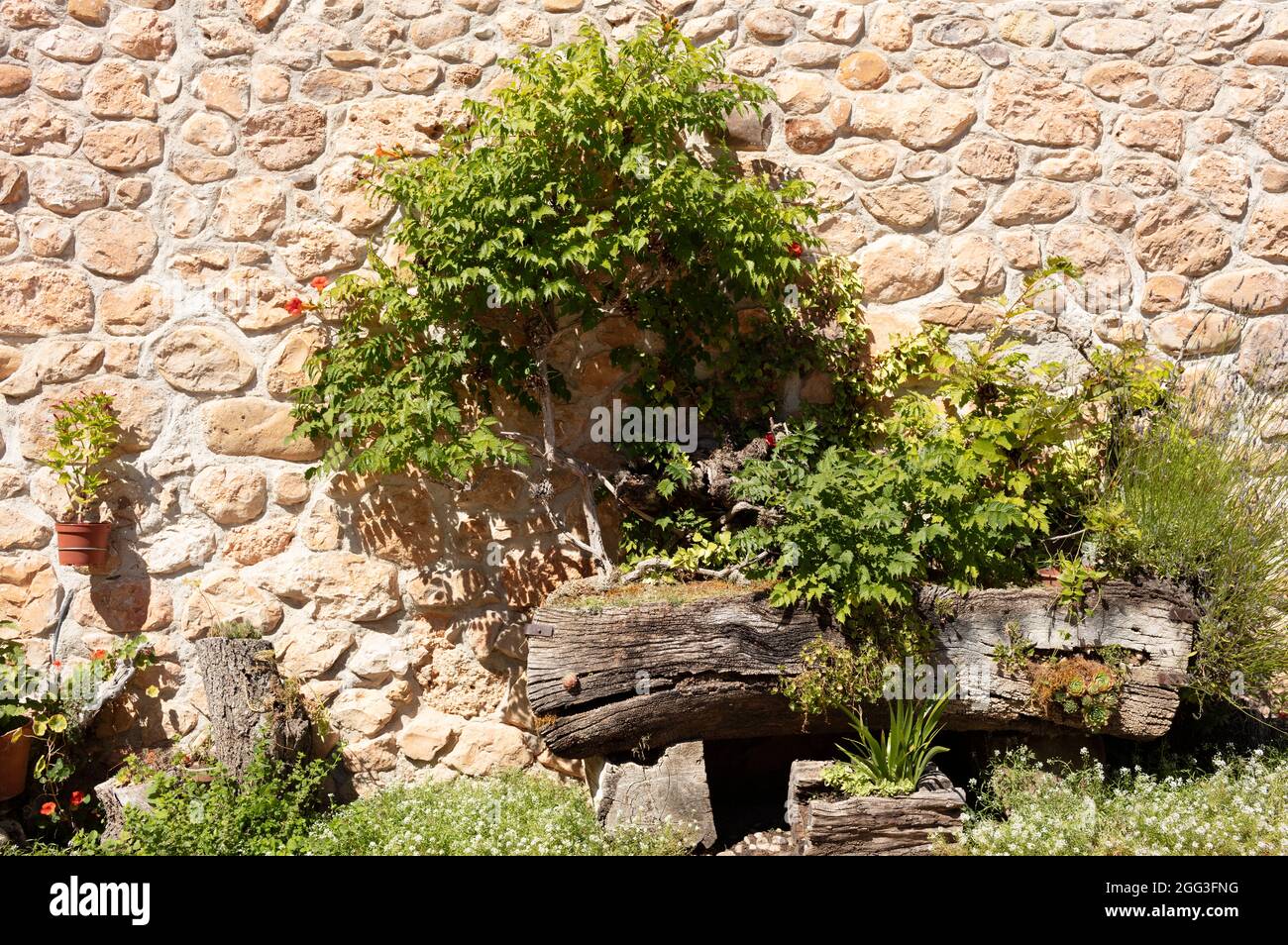 stone wall as background with green leaves and flowerpot Stock Photo