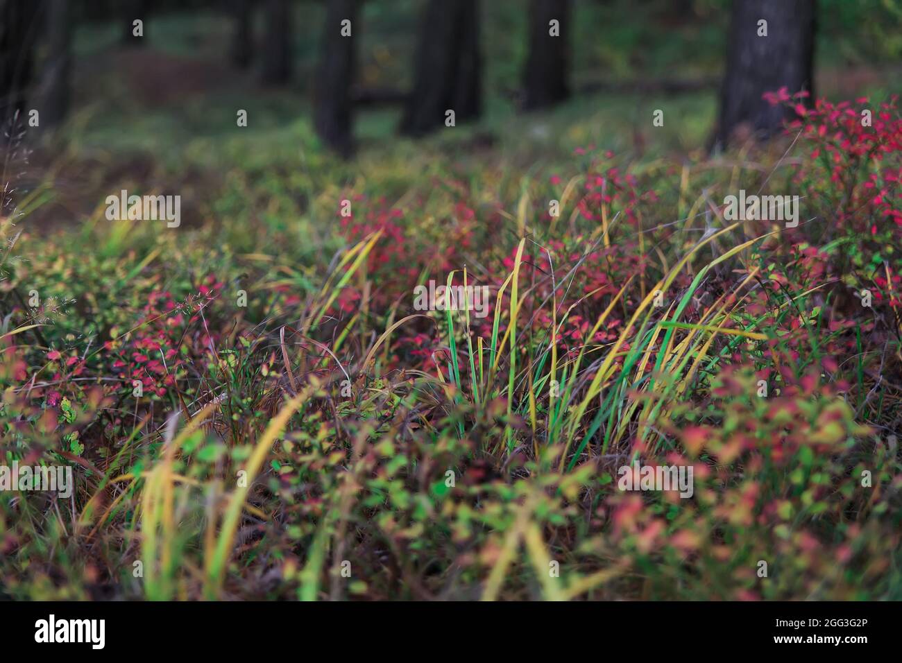 Huckleberry in fall color forest hi-res stock photography and images ...