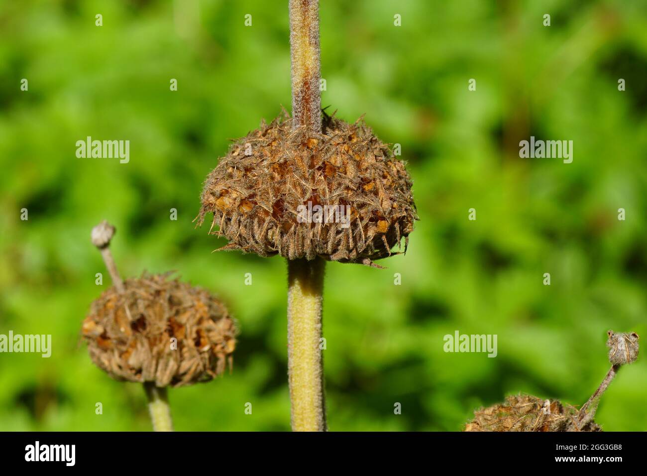 Close up flower seed pods of Turkish sage (Phlomis russeliana) of the mint family Lamiaceae. In a Dutch garden. Summer, August. Stock Photo