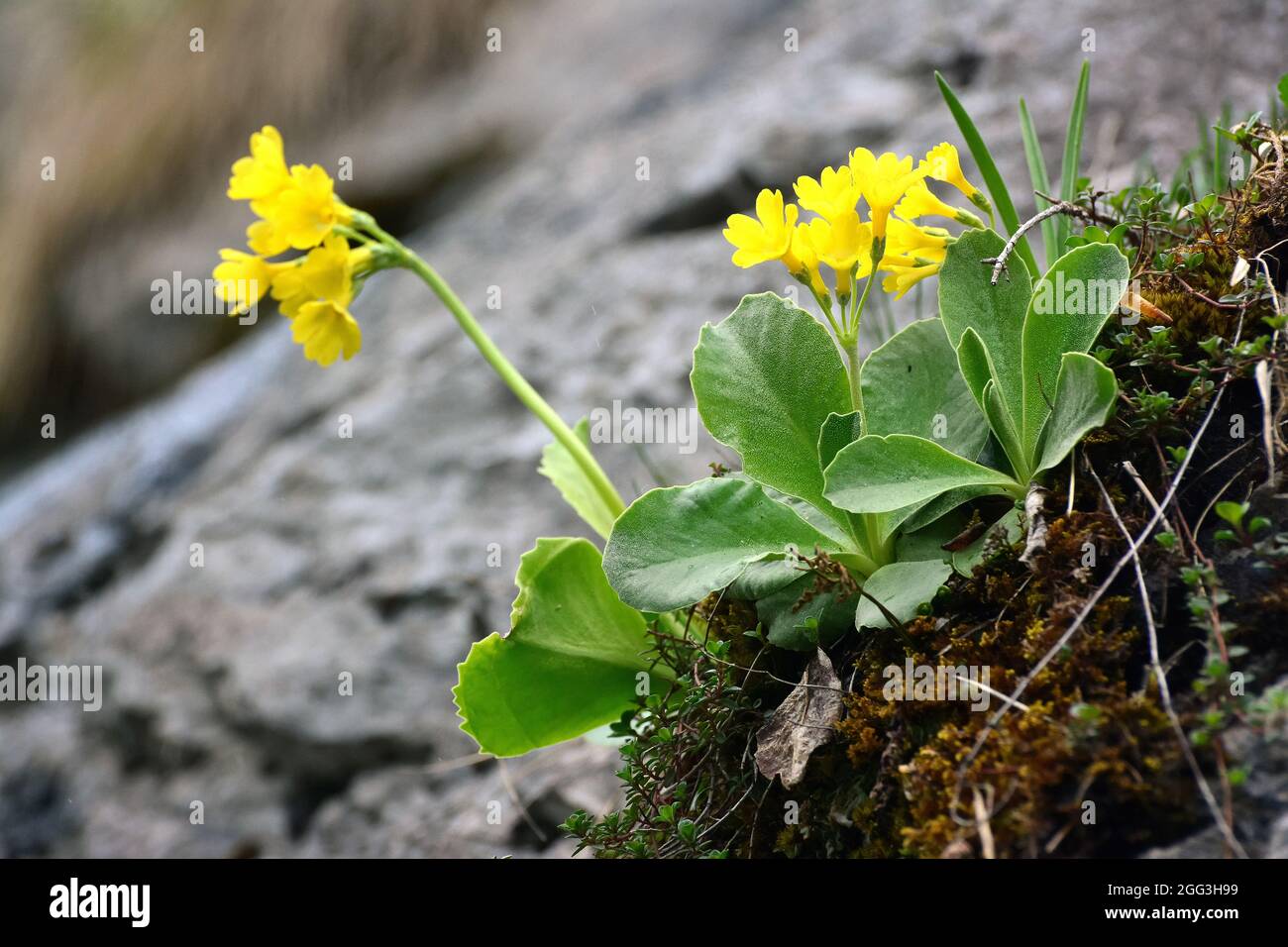 auricula, mountain cowslip or bear's ear, Aurikel, Alpenaurikel, Primula auricula, cifra kankalin, Europe Stock Photo