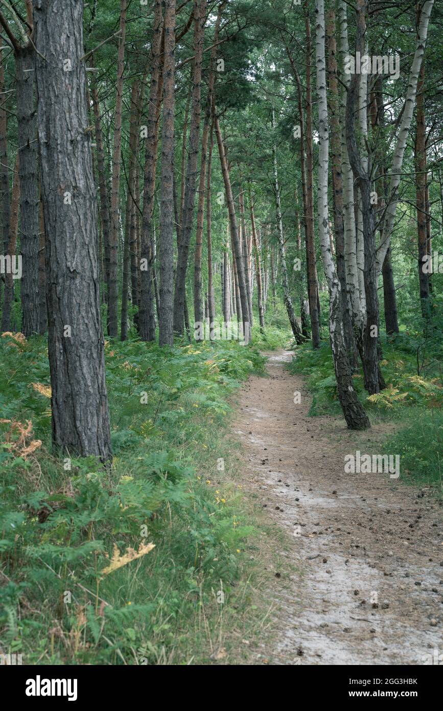 Narrow path through forest from Jastarnia to Jurata in northern Poland on Hel peninsula. Pine trees, birch trees and horsetail.Typical forest in Stock Photo