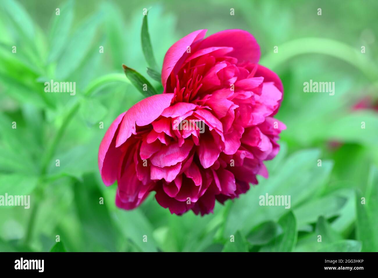 Chinese peony, Chinese herbaceous peony, or common garden peony, Milchweiße Pfingstrose, Paeonia laotiflora, illatos bazsarózsa, Asia Stock Photo