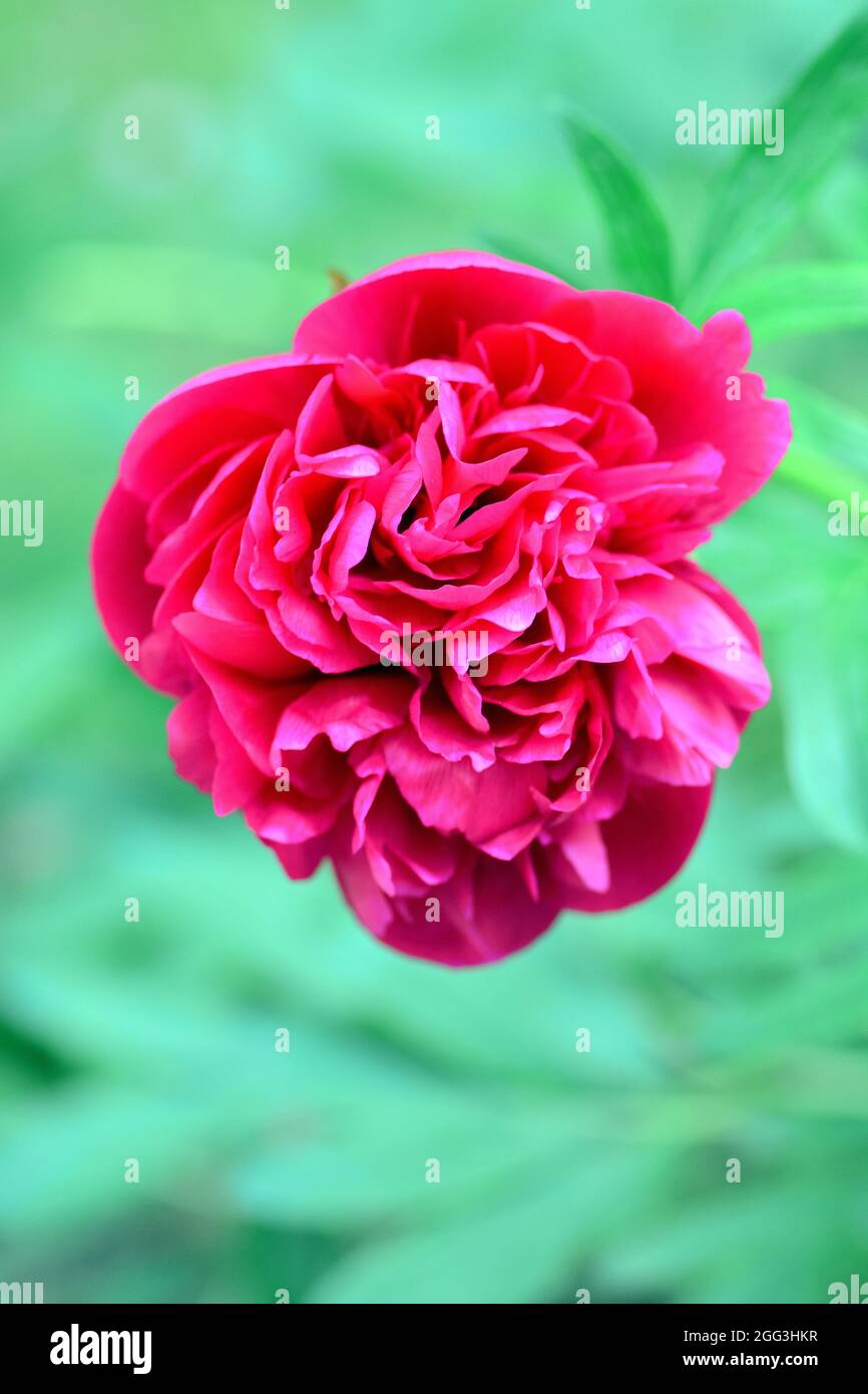 Chinese peony, Chinese herbaceous peony, or common garden peony, Milchweiße Pfingstrose, Paeonia laotiflora, illatos bazsarózsa, Asia Stock Photo