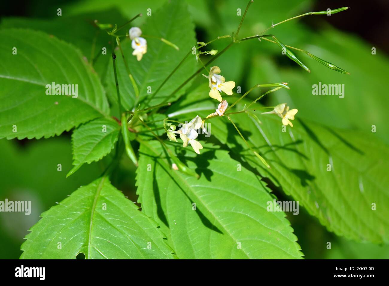 small balsam or small-flowered touch-me-not, Kleines Springkraut, Impatiens parviflora, kisvirágú nebáncsvirág, Hungary, Magyarország, Europe Stock Photo