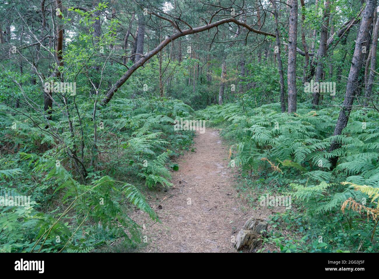 Narrow path through forest from Jastarnia to Jurata in northern Poland on Hel peninsula. Pine trees, birch trees and horsetail.Typical forest in Stock Photo