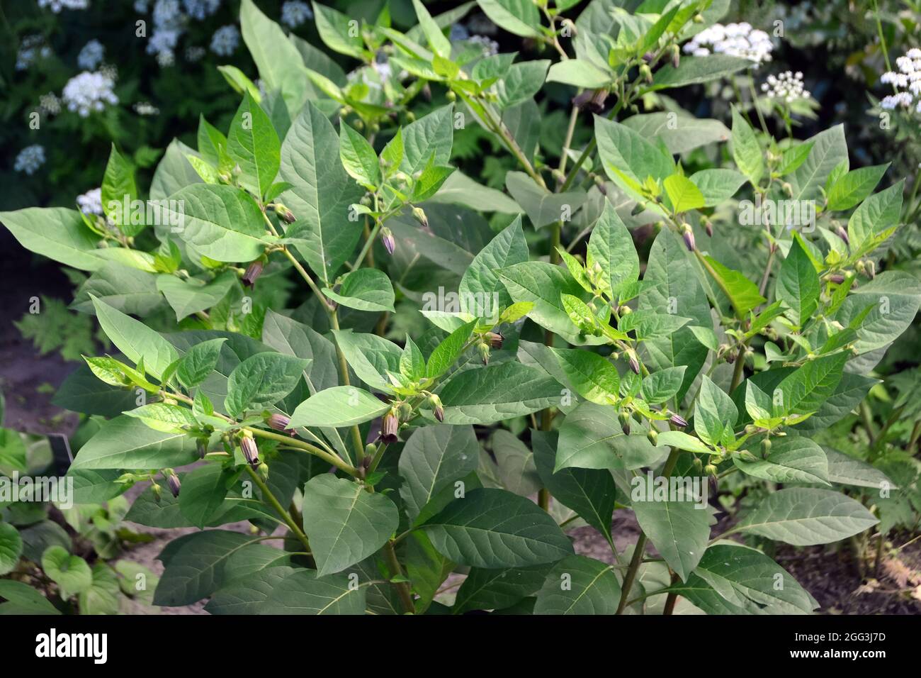 belladonna, deadly nightshade, Schwarze Tollkirsche, Atropa belladonna, nadragulya, Hungary, Magyarország, Europe Stock Photo