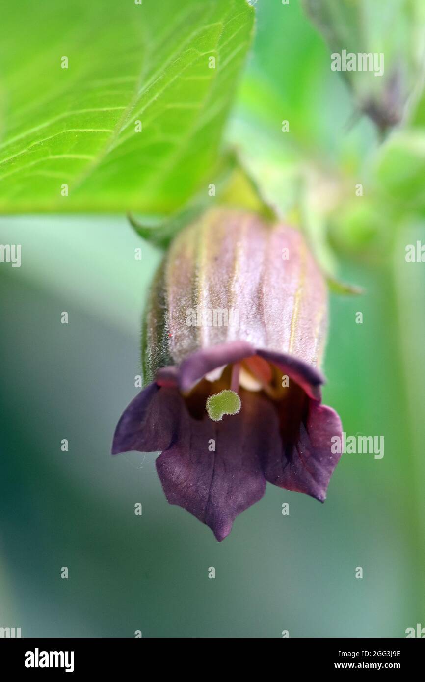 belladonna, deadly nightshade, Schwarze Tollkirsche, Atropa belladonna, nadragulya, Hungary, Magyarország, Europe Stock Photo