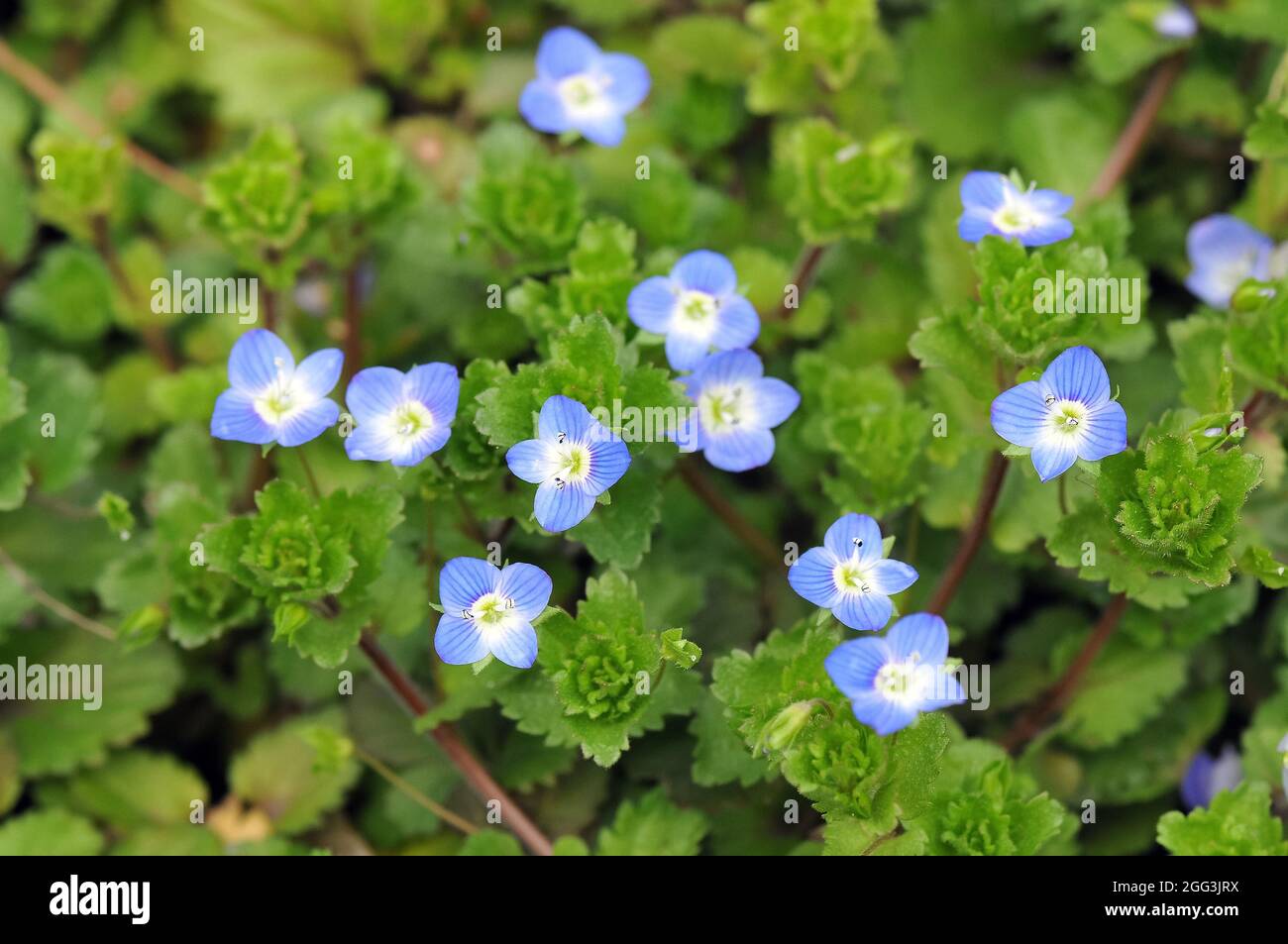 birdeye speedwell, common field-speedwell, Persischer Ehrenpreis ...